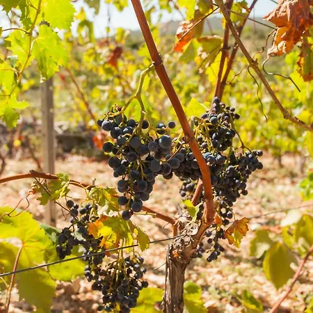 Gospel & Winery Villa Rogoznica (Sibenik-Knin)